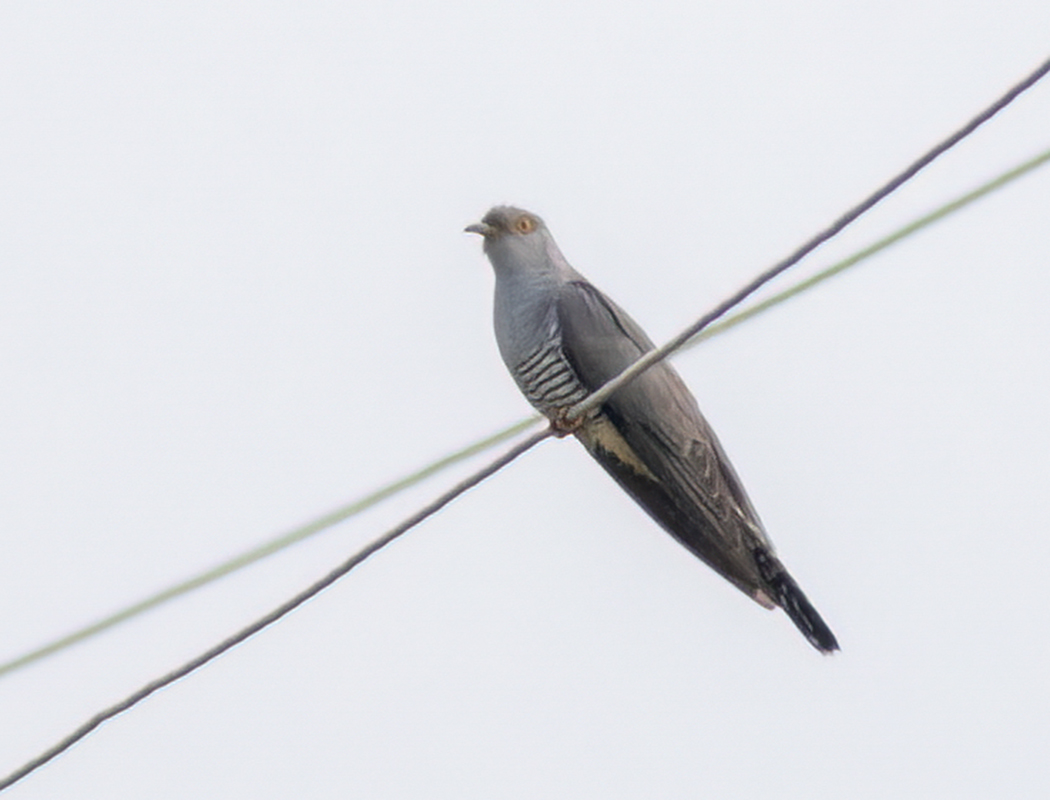 Common Cuckoo