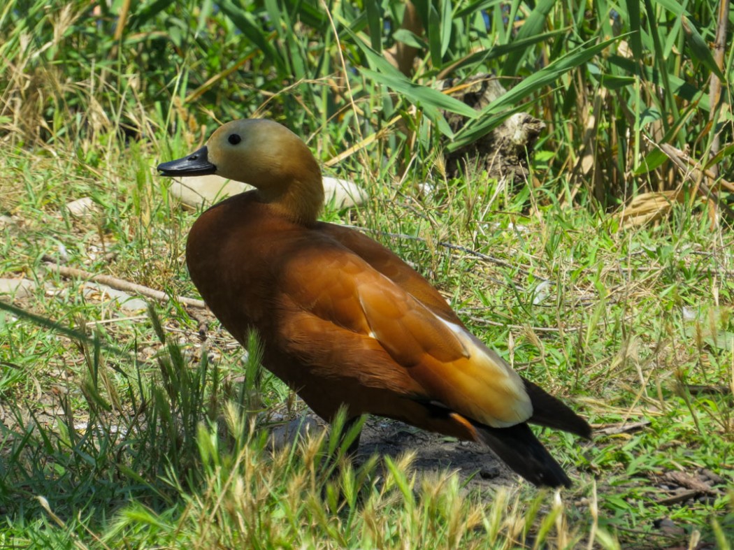 Ruddy Shelduck