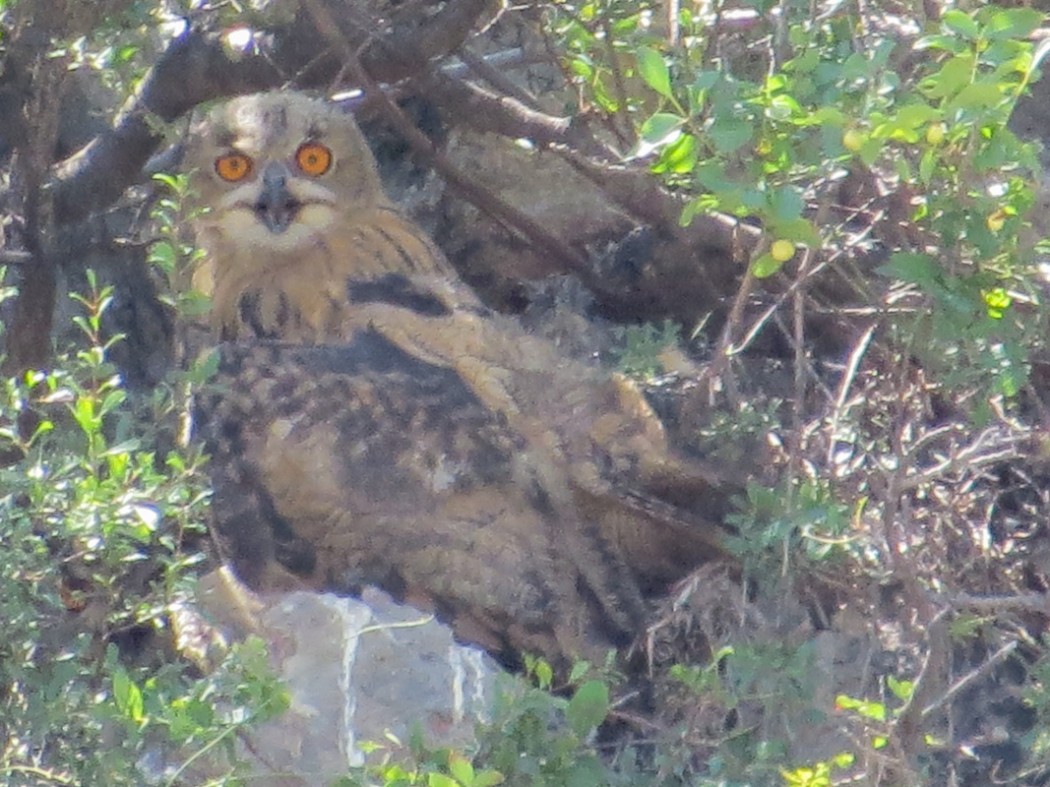 Eurasian Eagle-Owl