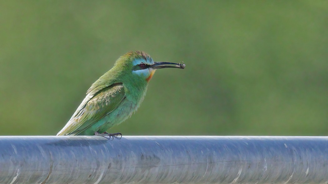 Blue-cheeked Bee-eater
