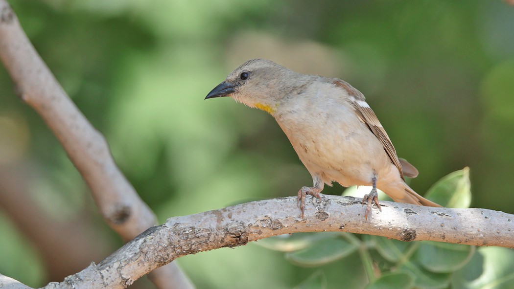 Yellow-throated Sparrow
