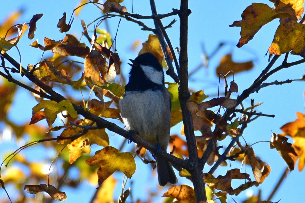 Coal Tit