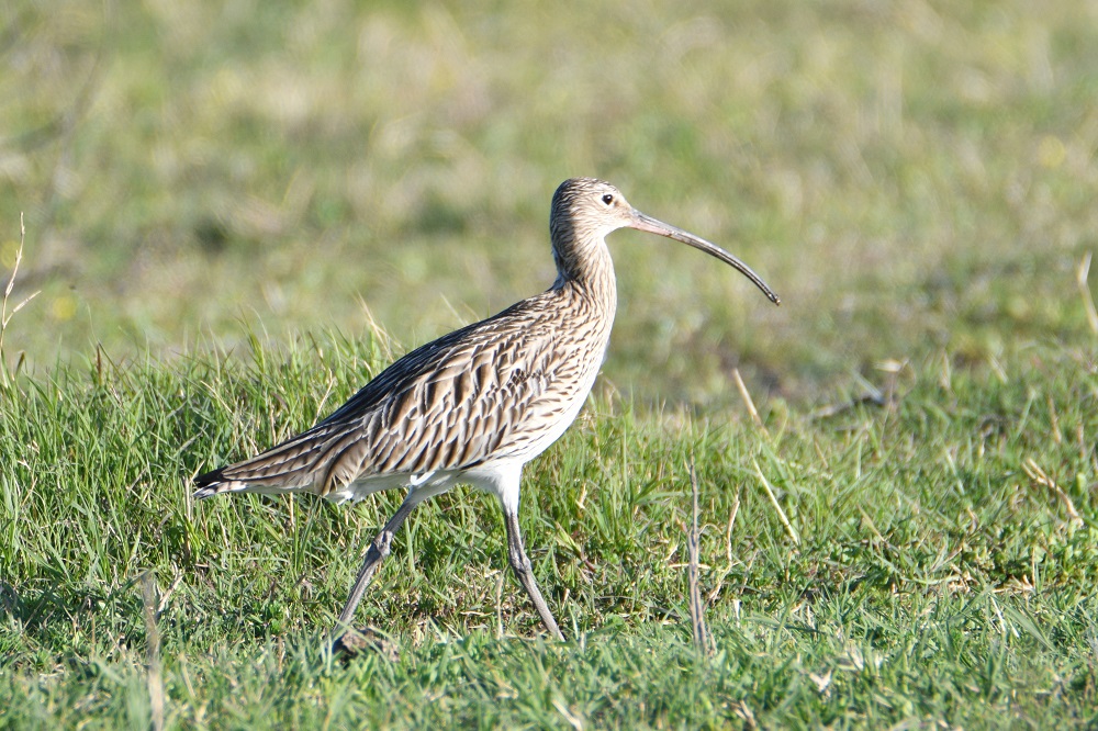 Eurasian Curlew