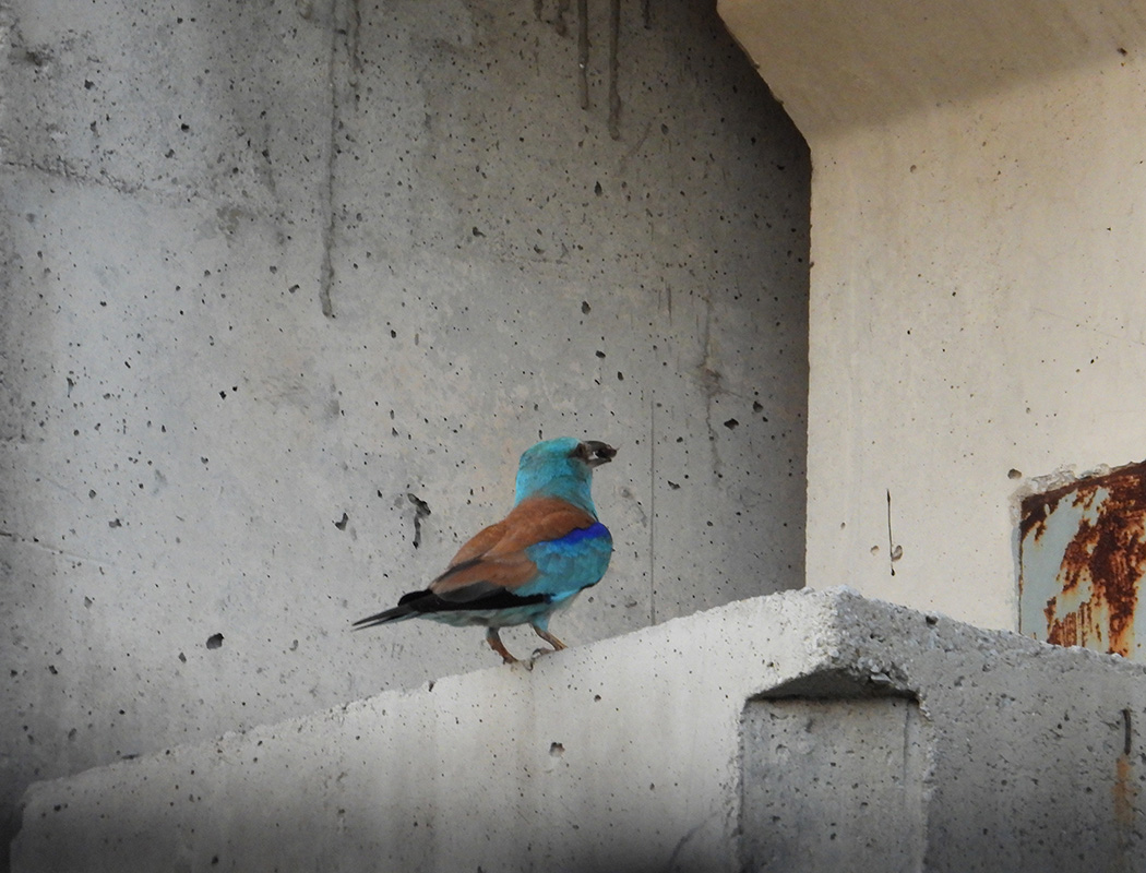 European Roller
