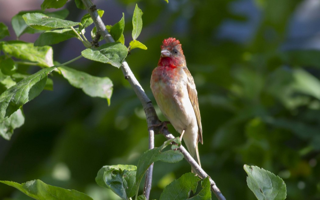 Common Rosefinch