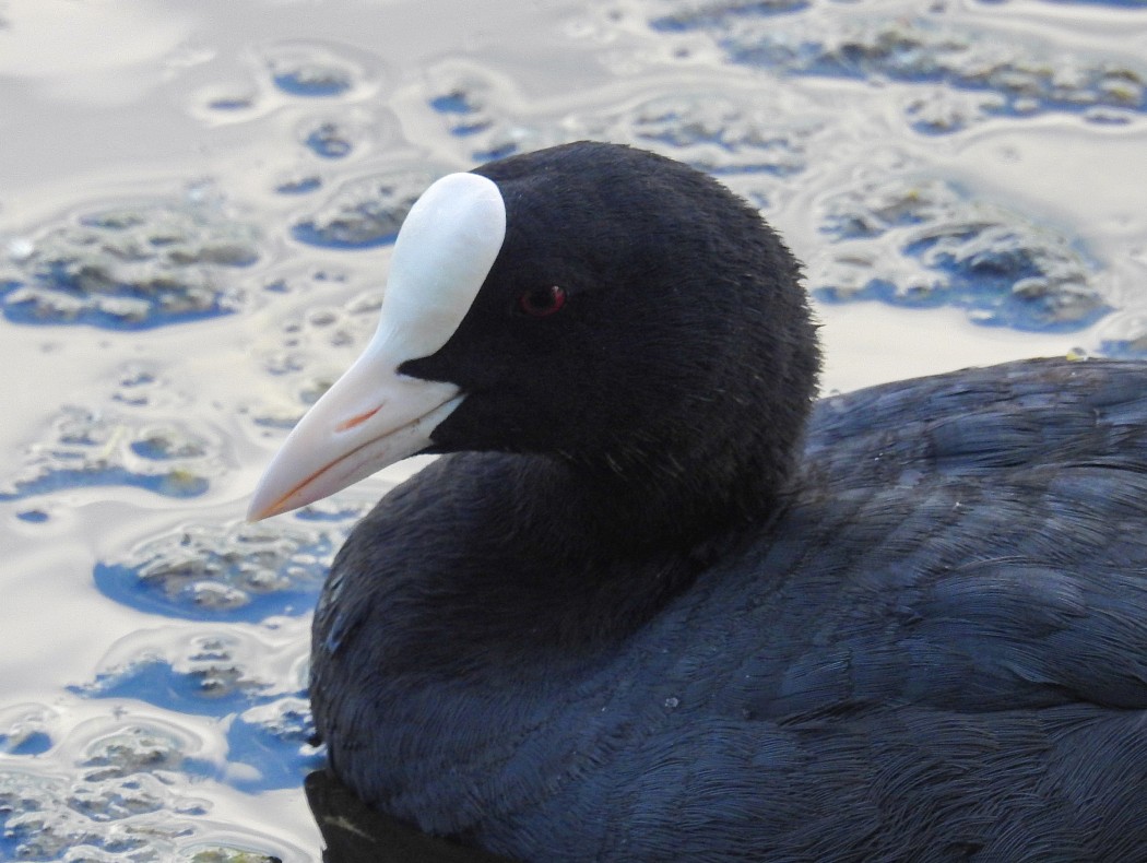 Eurasian Coot