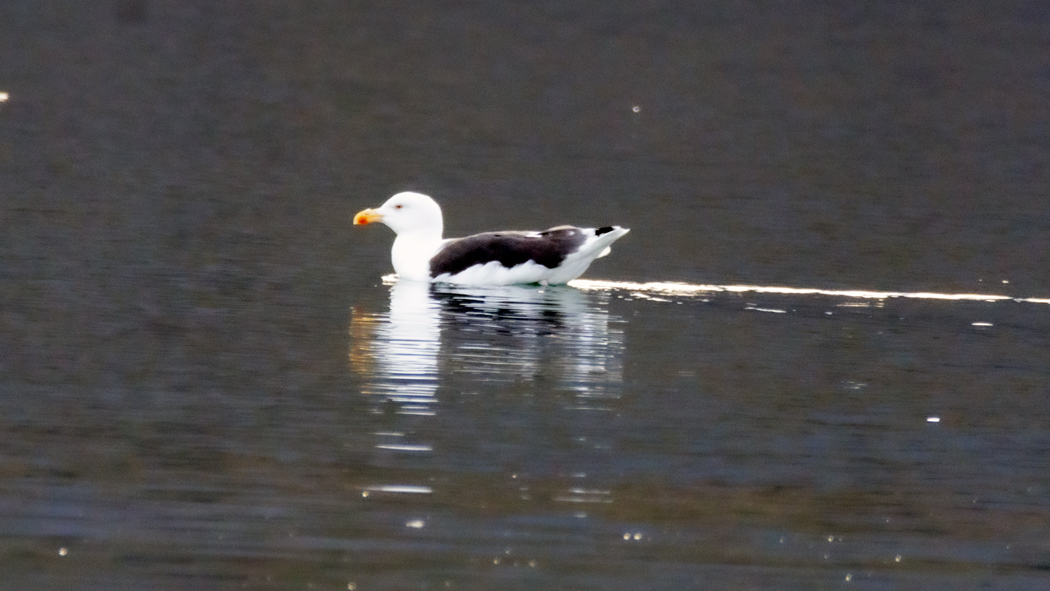 Great Black-backed Gull