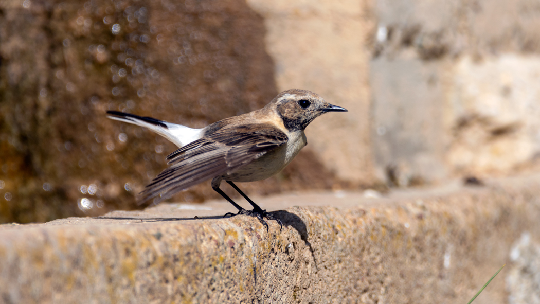 Black-eared Wheatear