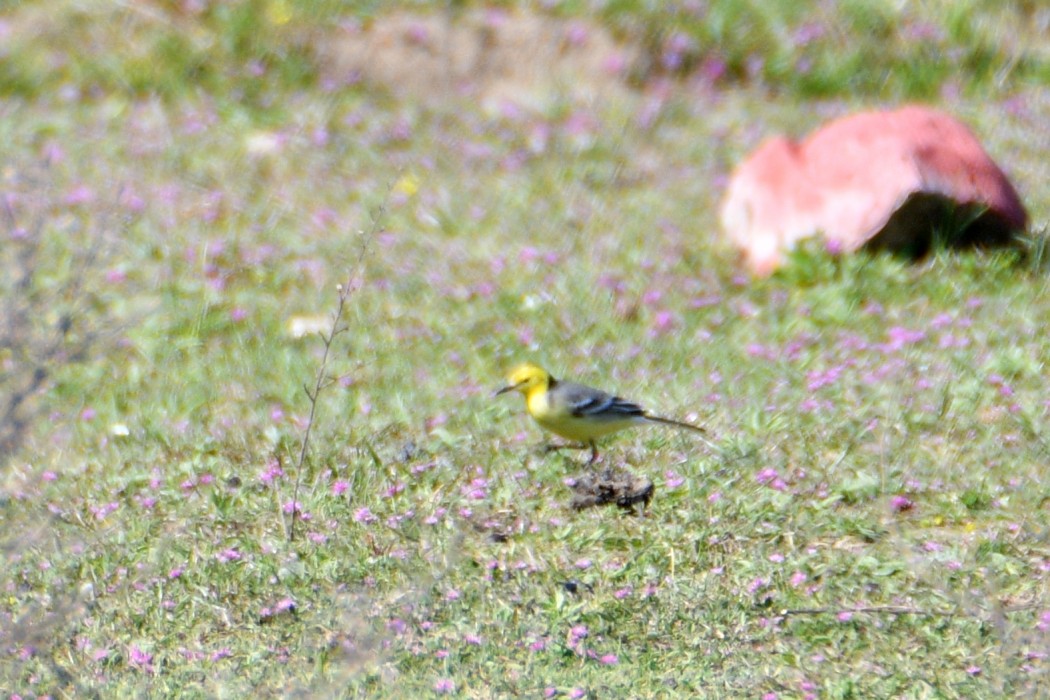 Citrine Wagtail