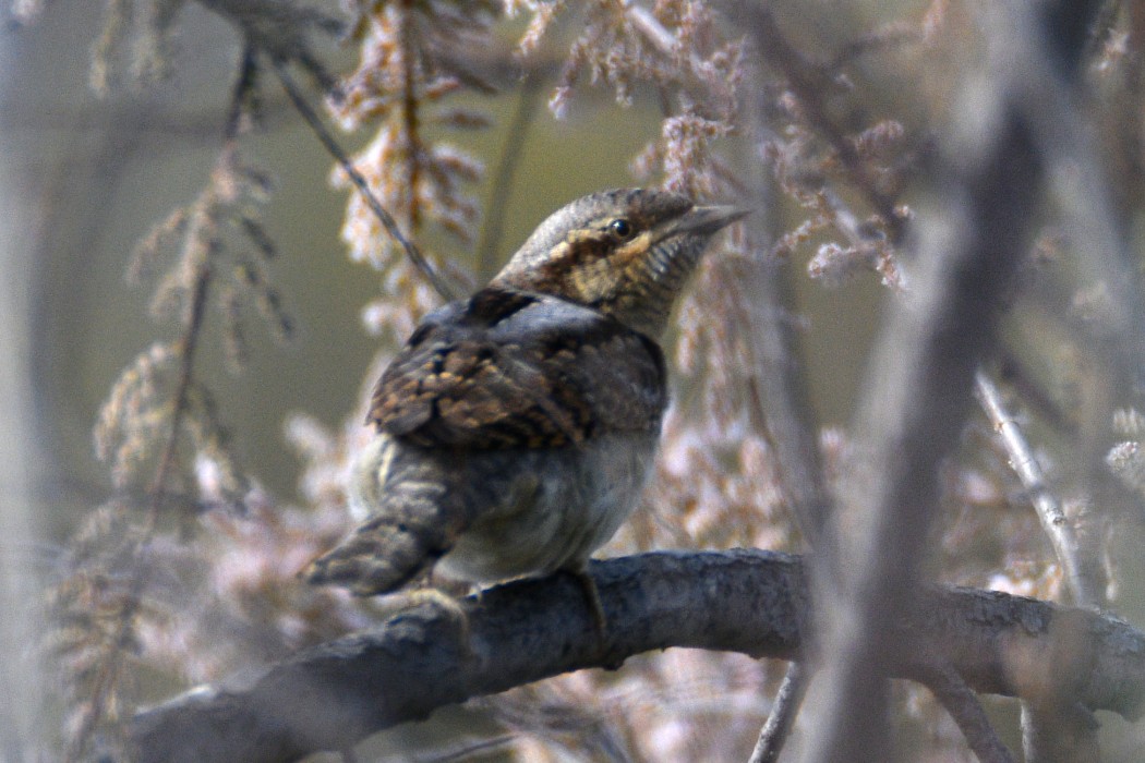 Eurasian Wryneck