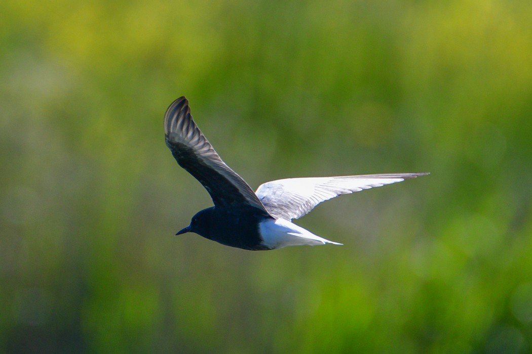 White-winged Tern