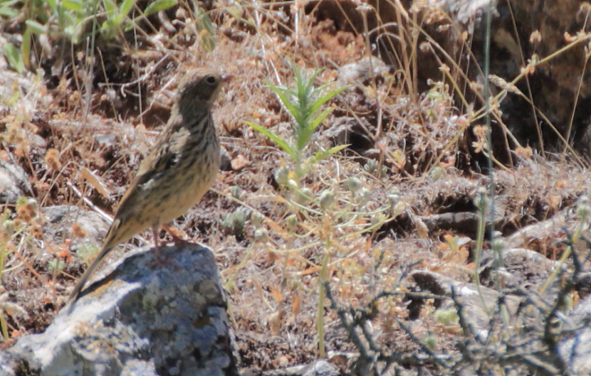 Ortolan Bunting