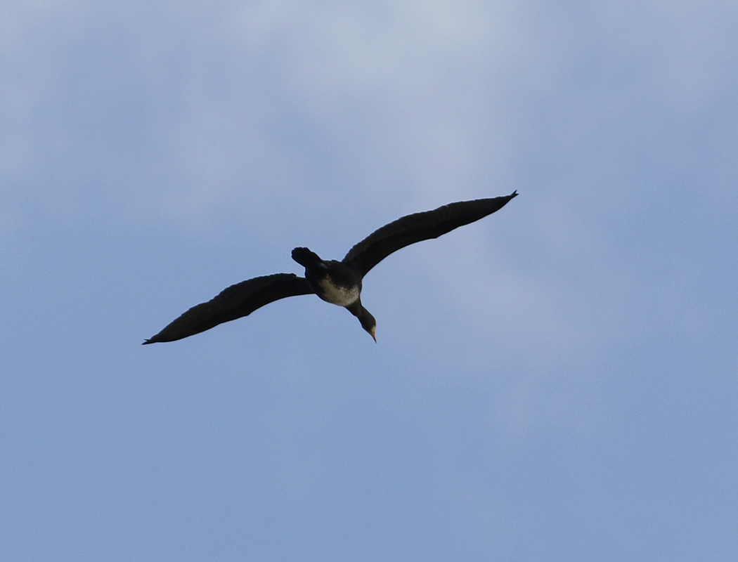 Great Cormorant