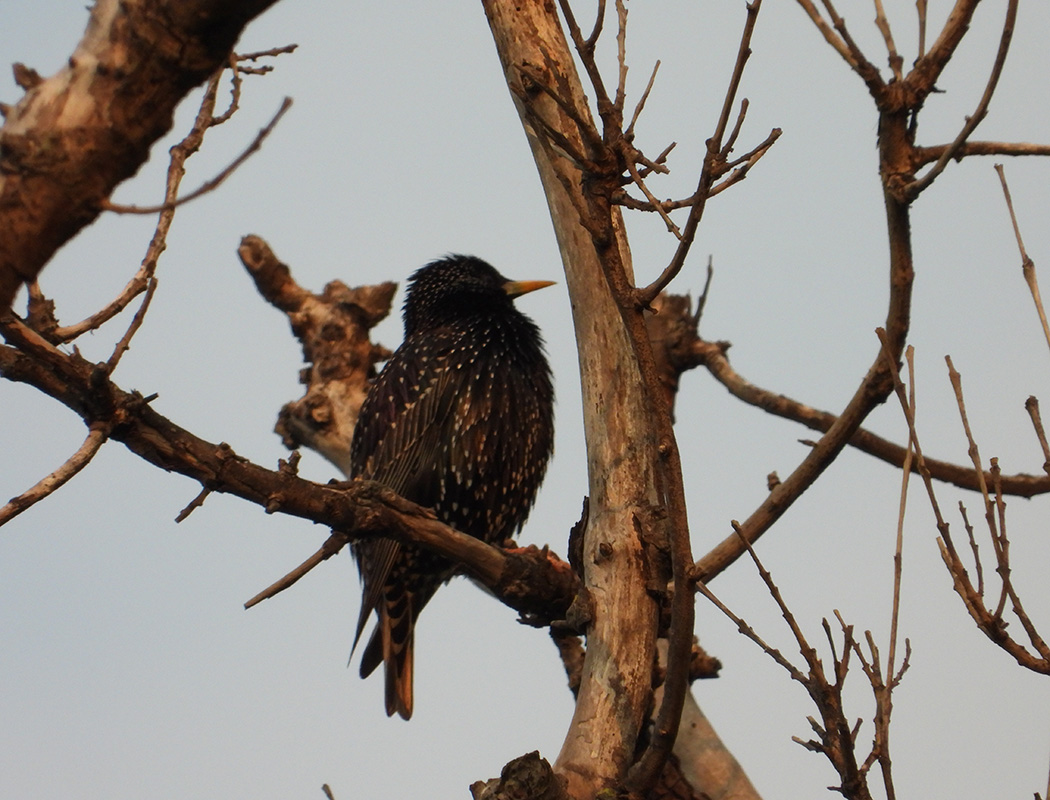 Common Starling