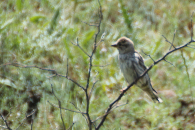 Rock Sparrow