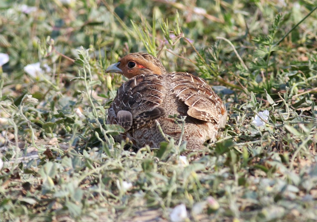 Grey Partridge