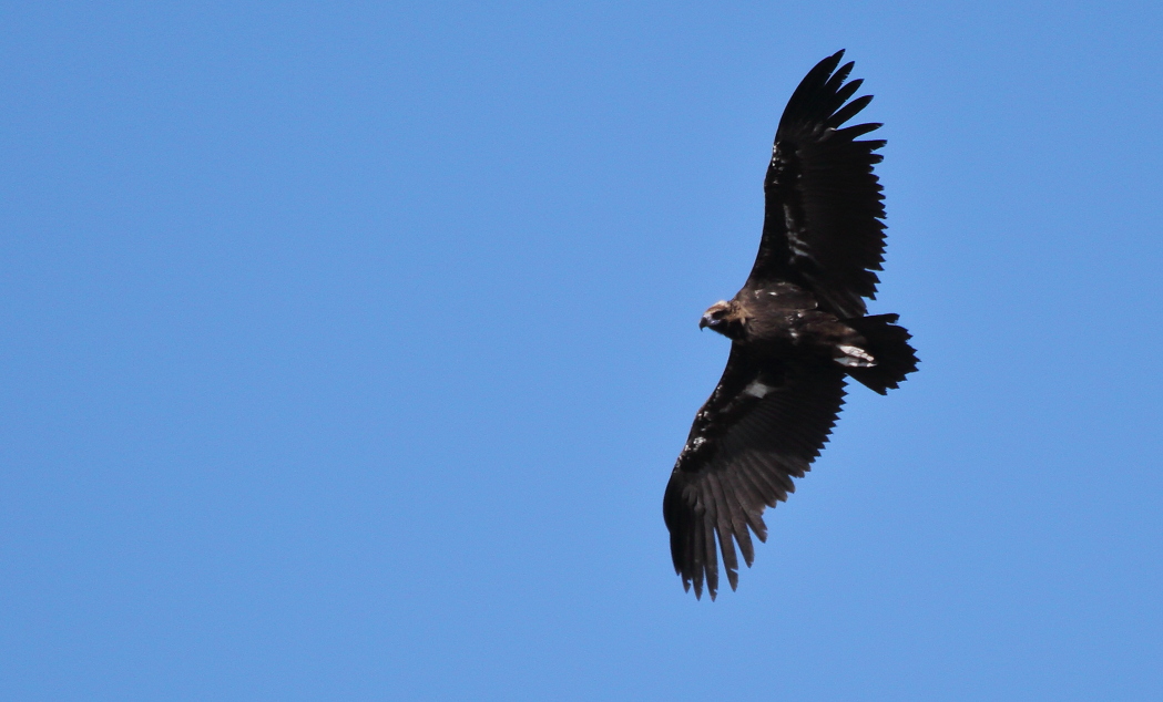 Cinereous Vulture