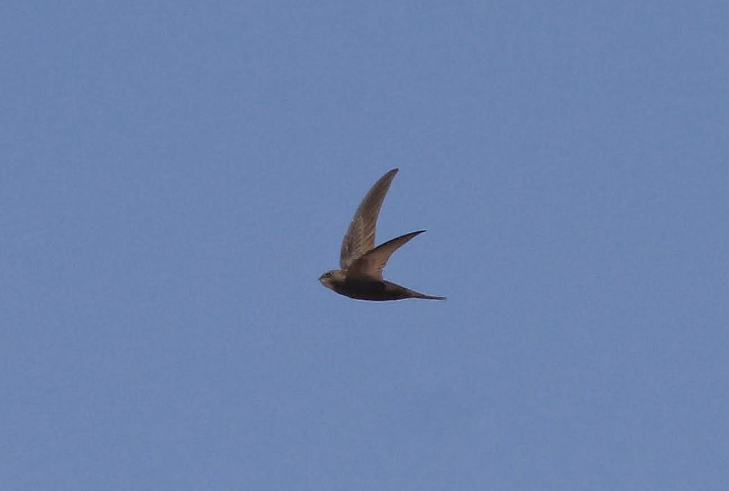 Common Swift