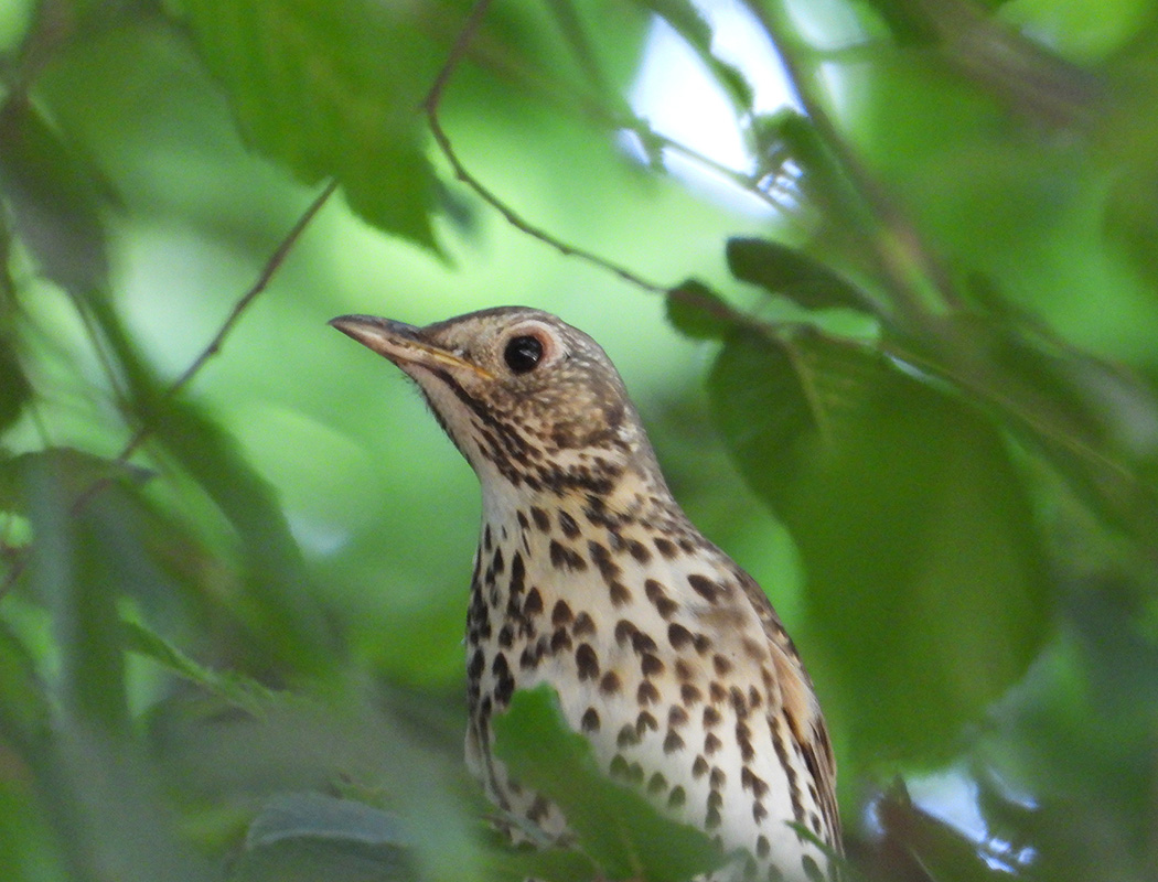 Song Thrush