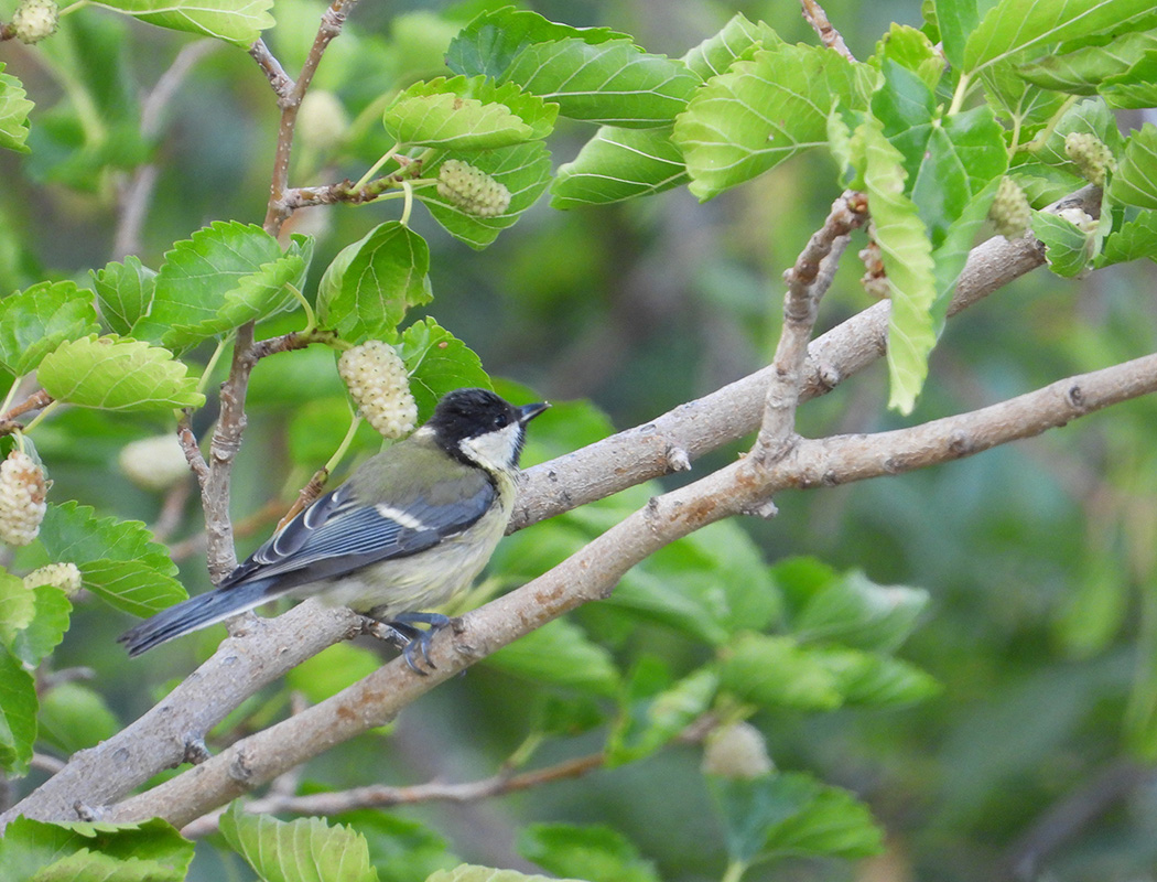 Great Tit