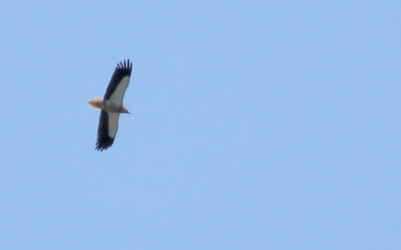Egyptian Vulture