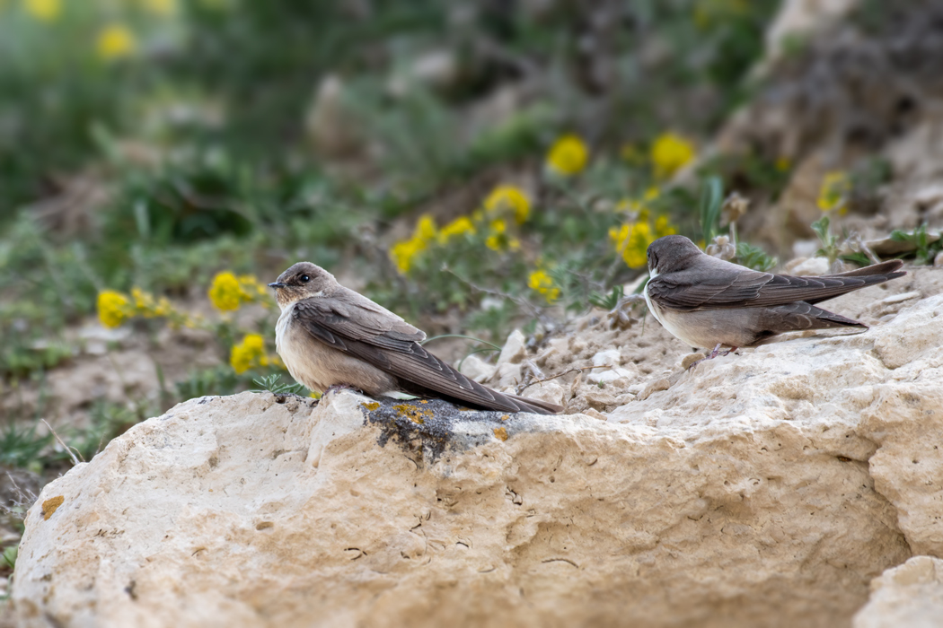 Eurasian Crag Martin