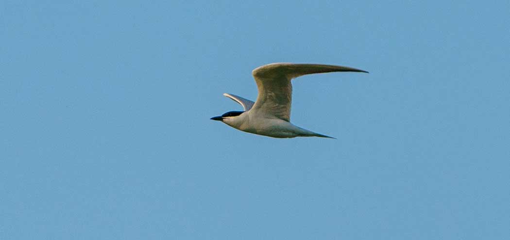 Gull-billed Tern