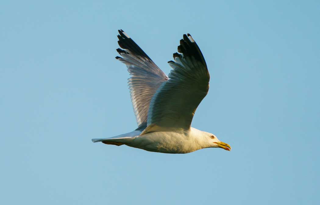 Yellow-legged Gull