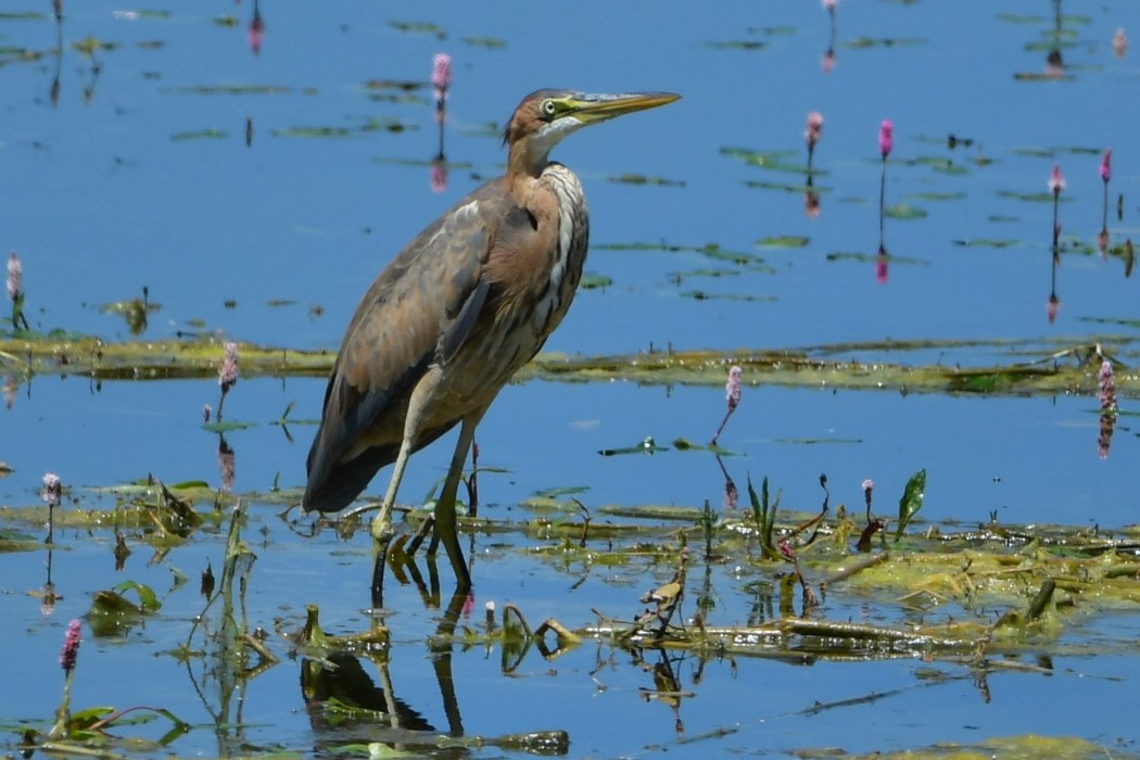 Purple Heron