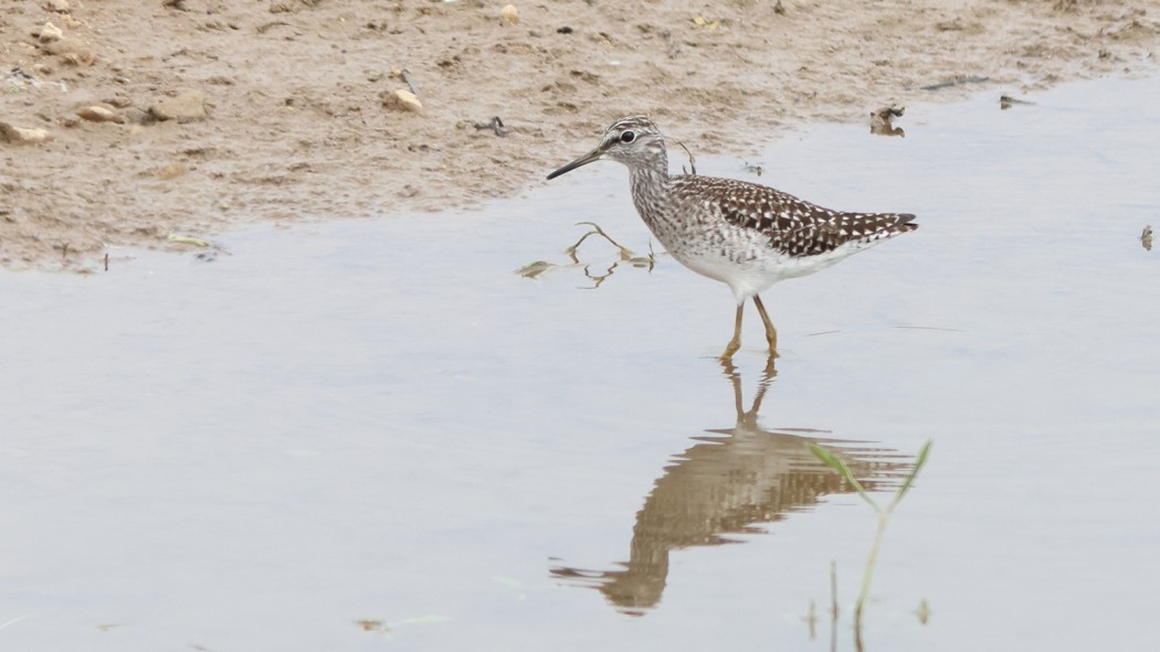 Wood Sandpiper