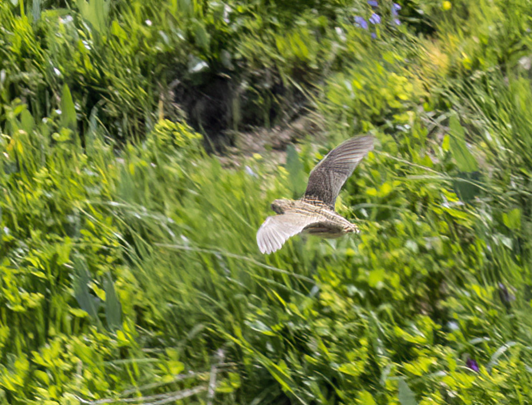 Common Quail