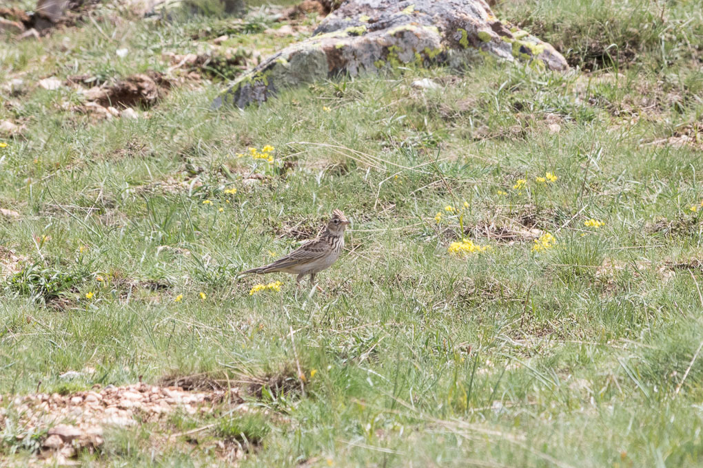 Eurasian Skylark