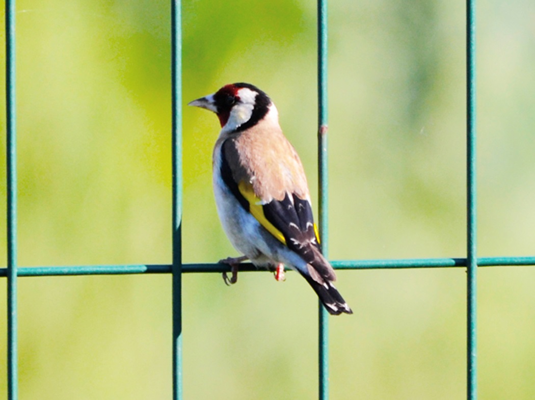 European Goldfinch