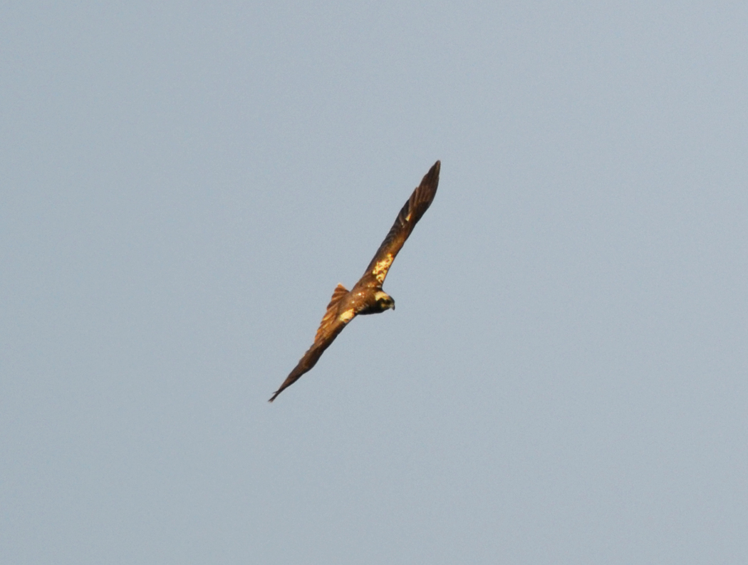 Western Marsh Harrier