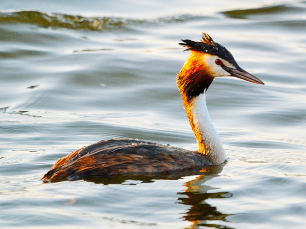 Great Crested Grebe