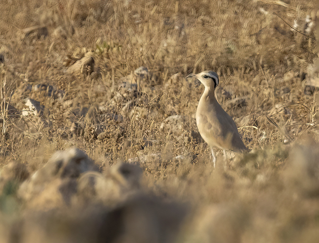 Cream-colored Courser