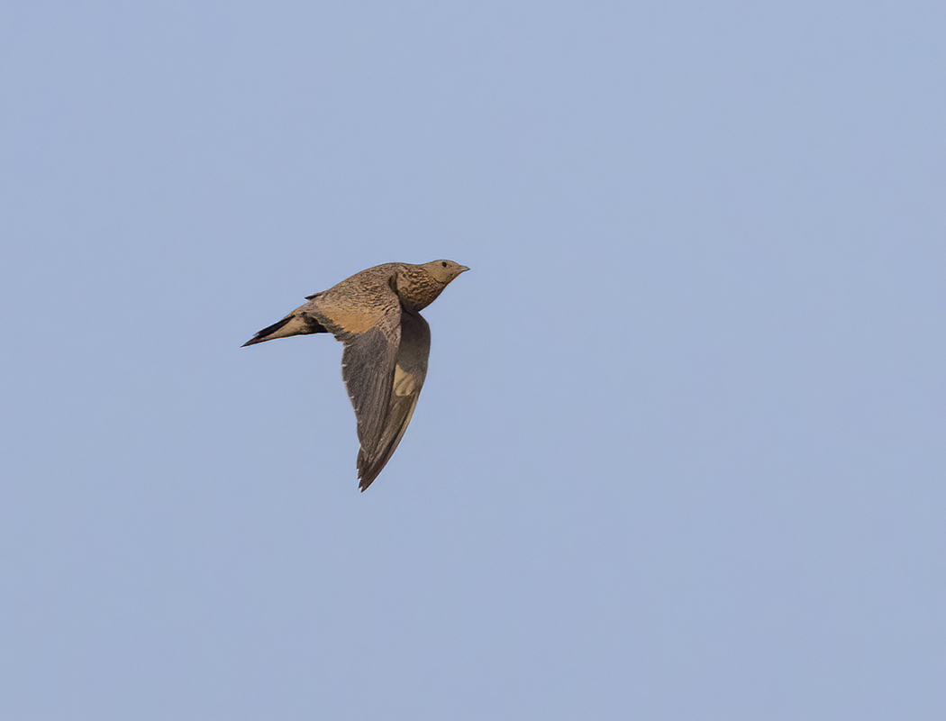 Black-bellied Sandgrouse