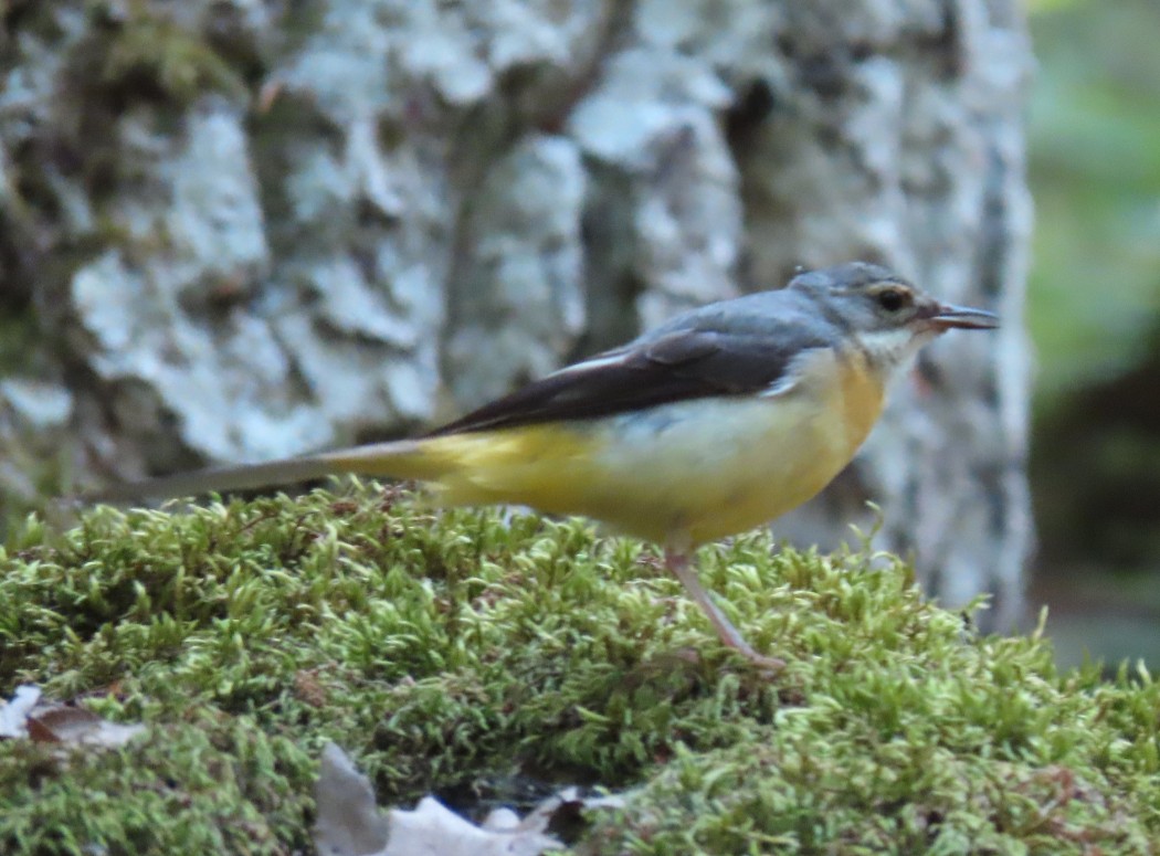 Grey Wagtail