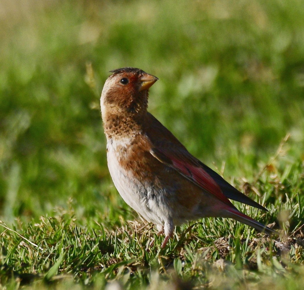 Crimson-winged Finch