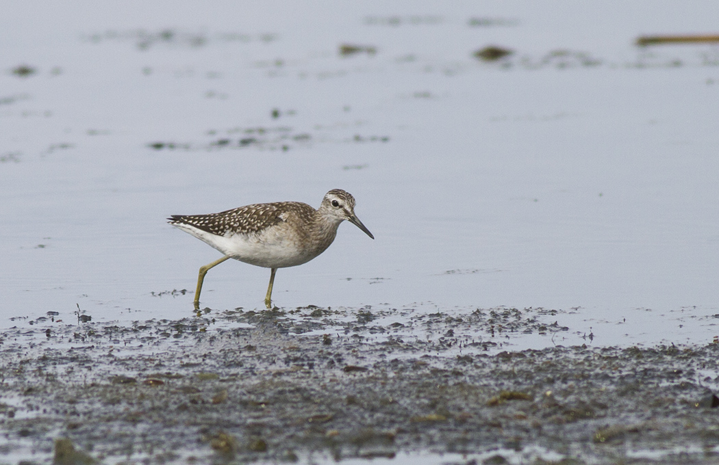 Wood Sandpiper