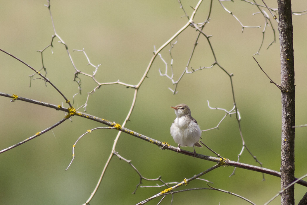 Eastern Olivaceous Warbler