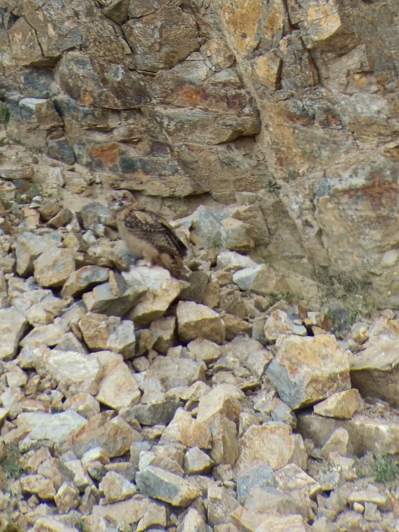 Eurasian Eagle-Owl