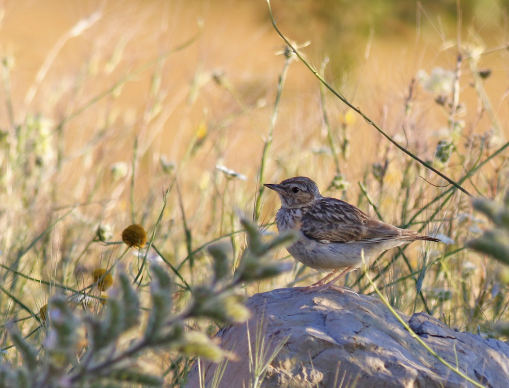 Woodlark
