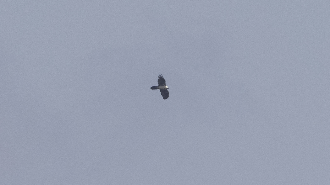 Bearded Vulture