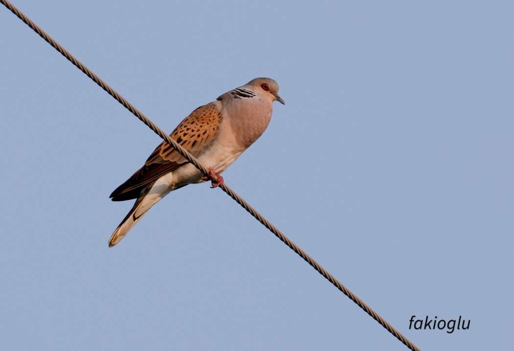 European Turtle Dove