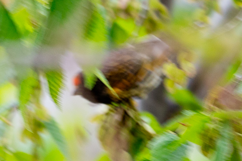 Red-fronted Serin