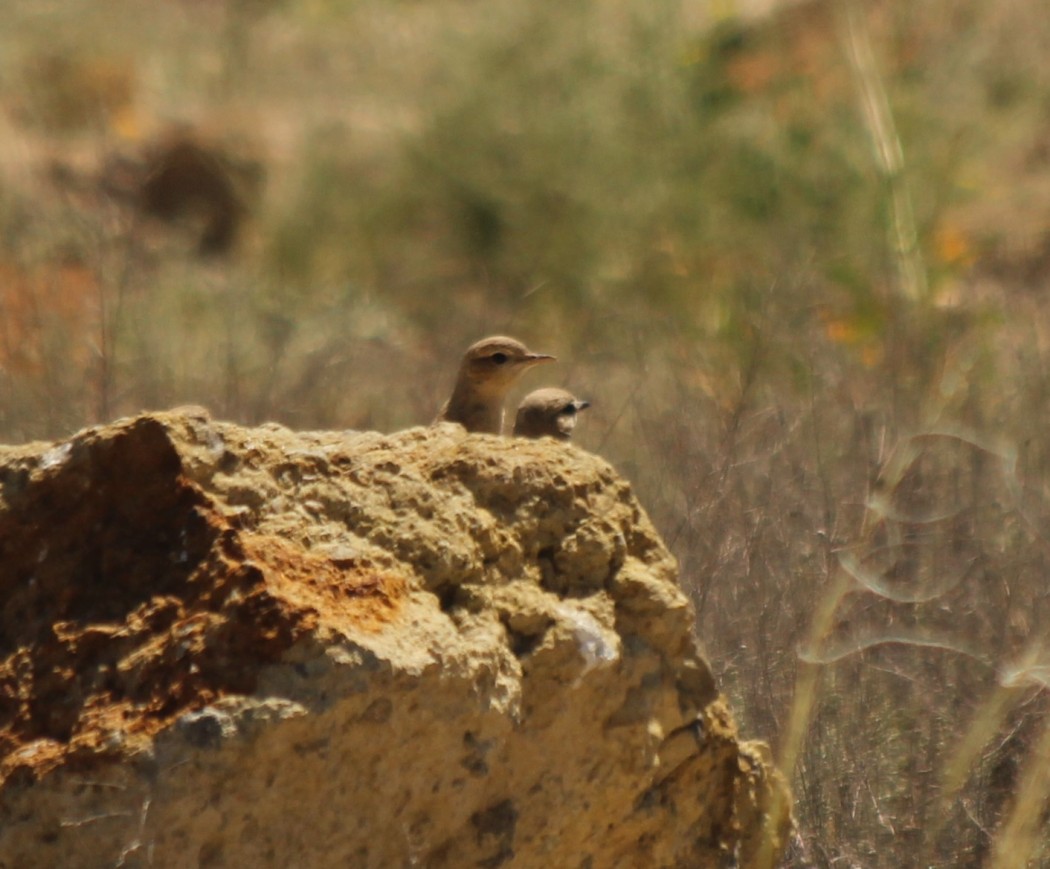 Isabelline Wheatear