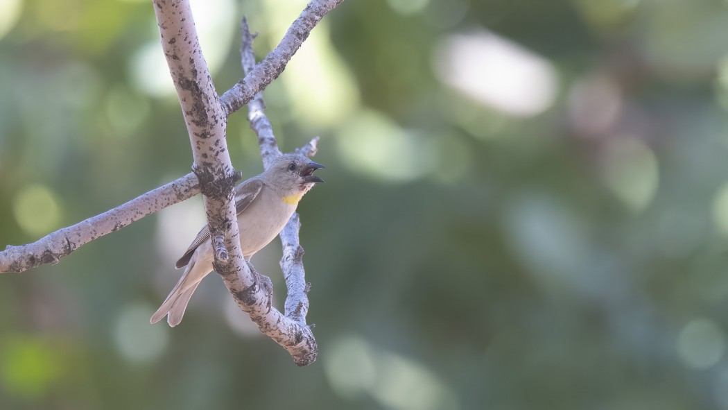 Yellow-throated Sparrow