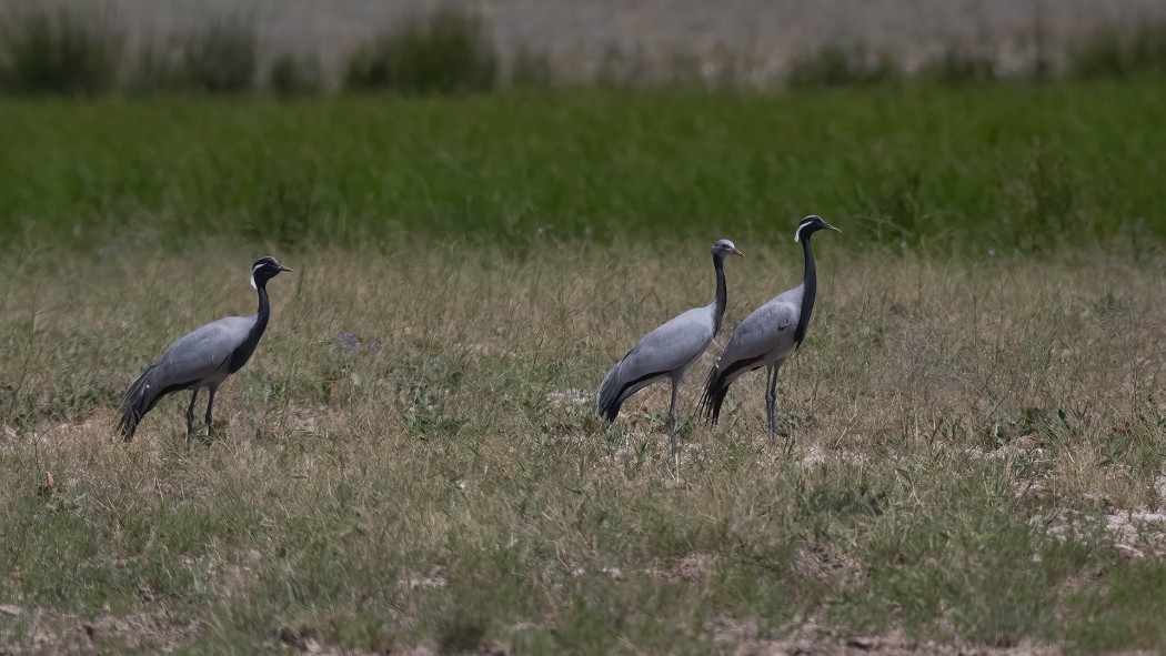 Demoiselle Crane