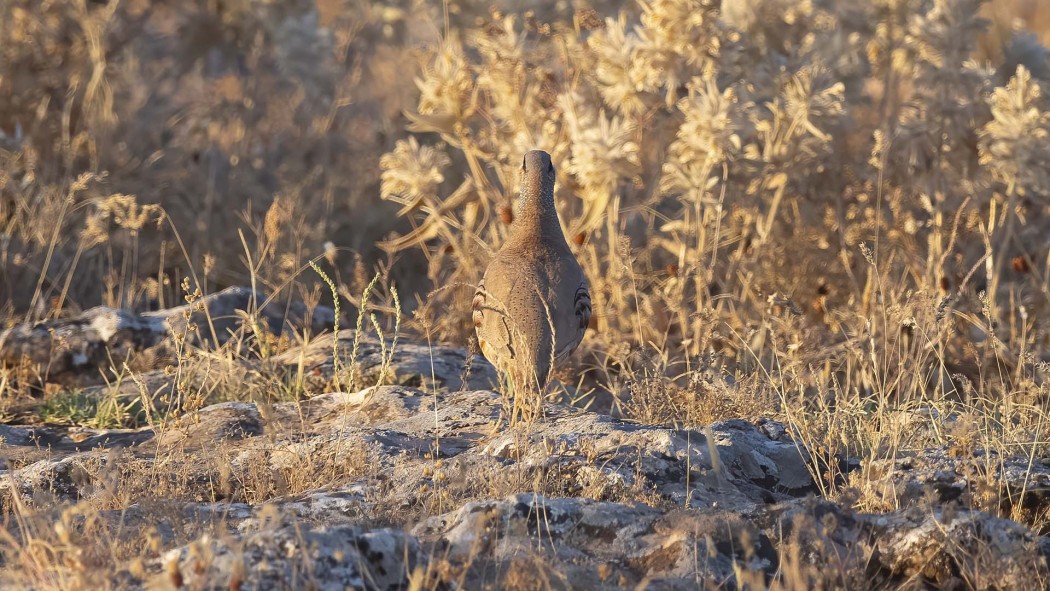 See-see Partridge